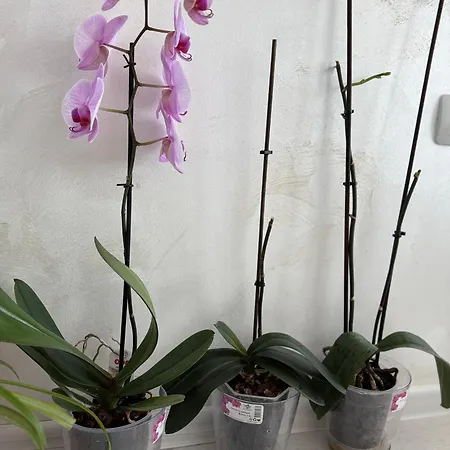 Lejlighed Vip Luxury *