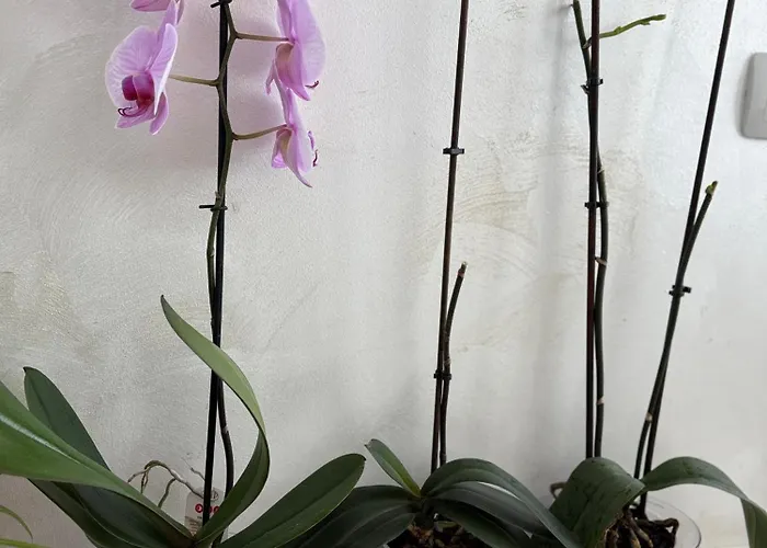 Lejlighed Vip Luxury *